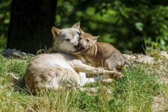 A wolf pup cuddles up to a lying wolf in the countryside, Timberwolf, wolf, American wolf, (Canis
