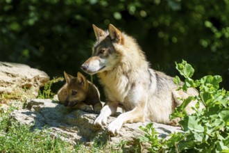A wolf with pup on a stone, enjoying the summer atmosphere outdoors together, Timberwolf, wolf,