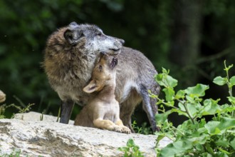 A wolf and its pup show closeness and care for each other, Timberwolf, wolf, American wolf, (Canis