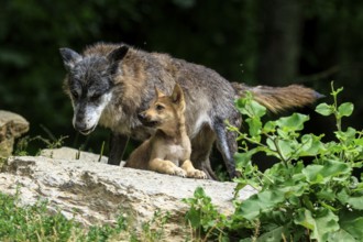 A wolf and its pup resting on a rock surrounded by greenery, Timberwolf, wolf, American wolf,