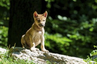 An attentive puppy sits on a stone, surrounded by summer forest landscape, Timberwolf, wolf,