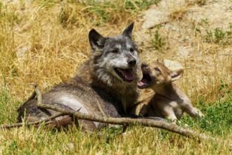 A wolf and a pup resting in a sunny meadow surrounded by dry grass, Timberwolf, wolf, American