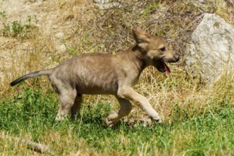 A wolf pup runs happily across a meadow, surrounded by summer vegetation and sunlight, Timberwolf,