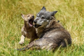 A happy young wolf and a puppy playing in the grass, Timberwolf, wolf, American wolf, (Canis lupus