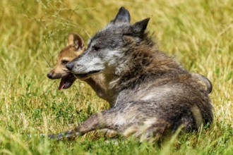 A wolf and a pup resting together on a summer meadow, Timberwolf, wolf, American wolf, (Canis lupus