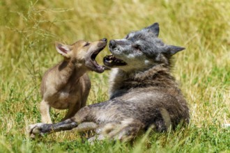 A wolf and its puppy playing in a sunny meadow, Timberwolf, wolf, American wolf, (Canis lupus