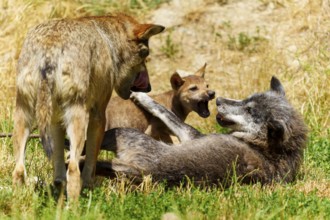 Two wolves and a puppy playing relaxed on a green meadow in the summer sun, Timberwolf, wolf,