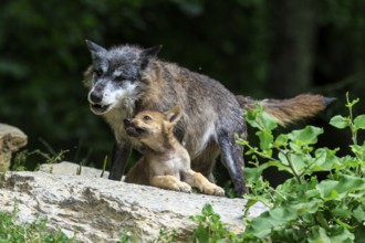 A wolf protects its pup on a rock surrounded by plants, Timberwolf, wolf, American wolf, (Canis