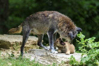 A wolf and her pup standing on a rock in a green environment, Timberwolf, wolf, American wolf,