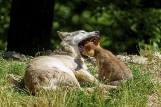 A puppy playing with a lying wolf in the grass, Timberwolf, wolf, American wolf, (Canis lupus