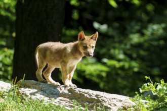 A wolf pup stands alertly on a stone in a summery forest with a green background, Timberwolf, wolf,