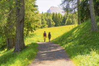 Two people walking on a sunny path between green trees and mountains, Alpe di Siusi, Dolomites,
