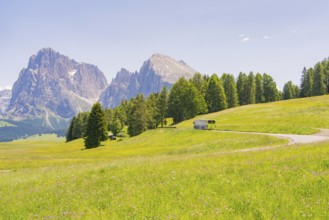 Bus travelling along a winding road through a summery mountain landscape, Alpe di Siusi, Dolomites,