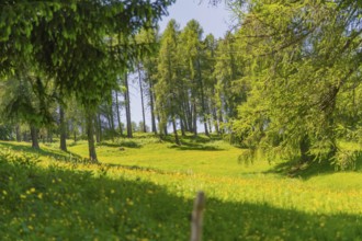Sunny forest and meadow landscape with towering trees and green surroundings, Alpe di Siusi,