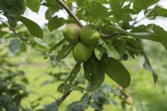 Green, unripe apples (Malus) on a tree, Münsterland, North Rhine-Westphalia, Germany
