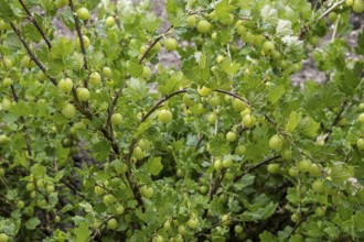 Gooseberry bush with fruits, Gooseberry (Ribes uva-crispa), Netherlands