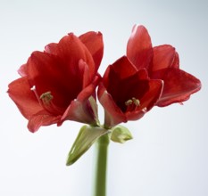 Amaryllis blossoms (Hippeastrum striatum)