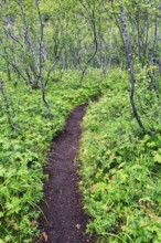Path, hiking trail to Botnstjörn, Asbyrgi Gorge, Jökulsargljufur National Park, Iceland