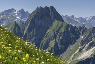Mountain panorama with various mountain flowers from the Laufbacher-Eckweg into the rear Oytal with