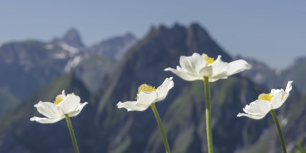 Mountain panorama with white alpine anemones (Pulsatilla alpina ssp. alpina) from Laufbacher-Eckweg