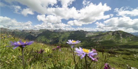 Mountain panorama with blooming alpine aster (Aster alpinus) from the Koblat-Höhenweg on the