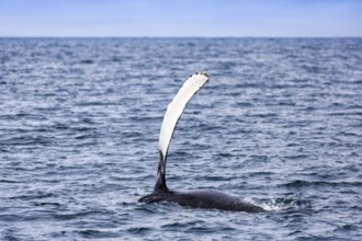 Humpback whale (Megaptera novaeangliae) swimming at the surface, pectoral fin, whale watching in