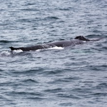 Humpback whale (Megaptera novaeangliae) swimming at the surface, whale watching in Skjalfandi Bay,