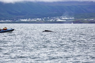 Humpback whale (Megaptera novaeangliae) swimming at the surface, motorboat, whale watching, in