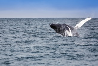 Humpback whale (Megaptera novaeangliae), powerful jump with turn, typical breaching, whale