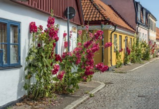 Hollyhocks (Alcea rosea) at houses in a small street in the idyllic downtown of Ystad, Skåne