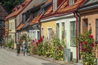 Hollyhocks (Alcea rosea) and rose at houses in a small street in the idyllic downtown of Ystad,