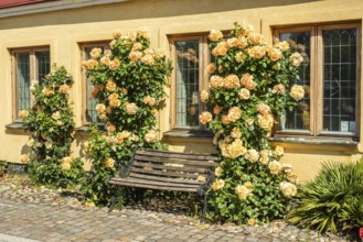 Yellow house with bench and yellow roses at a cobblestone street in Ystad, Skåne County, Sweden,