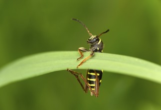 Wasp-like patterned wasp, also common wasp (Clytus arietis), wasp mimicry, Valais, Switzerland