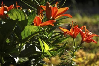 Magnificent lilies, June, Germany