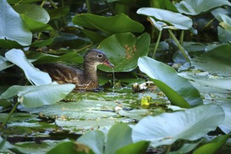 Young mandarin duck in a water lily pond, July, Germany