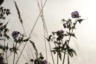 Meadow cranesbill, July, Germany