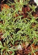 Ornamental basket 'Sensation Mix' (Cosmos bipinnatus), seven weeks after sowing, top view, North