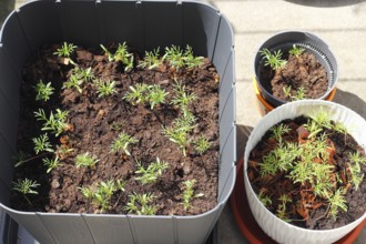 Ornamental basket 'Sensation Mix' (Cosmos bipinnatus), seven weeks after sowing, top view, North