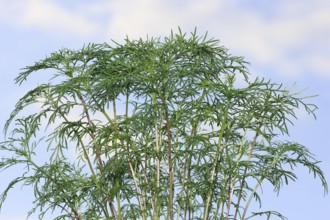 Ornamental basket 'Sensation Mix' (Cosmos bipinnatus), nine weeks after sowing, in the blue sky,
