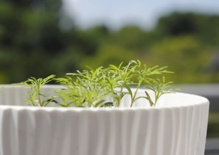 Ornamental basket 'Sensation Mix' (Cosmos bipinnatus), seven weeks after sowing, in a flower pot,