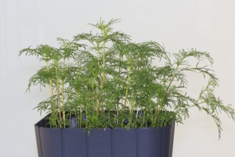 Ornamental basket 'Sensation Mix' (Cosmos bipinnatus), nine weeks after sowing, North