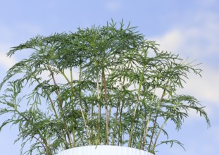 Ornamental basket 'Sensation Mix' (Cosmos bipinnatus), nine weeks after sowing, in the blue sky,