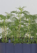 Ornamental basket 'Sensation Mix' (Cosmos bipinnatus), nine weeks after sowing, North