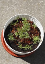 Ornamental basket 'Sensation Mix' (Cosmos bipinnatus), seven weeks after sowing, top view, North