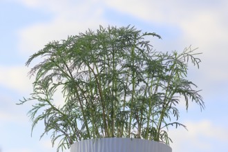 Ornamental basket 'Sensation Mix' (Cosmos bipinnatus), nine weeks after sowing, in the blue sky,