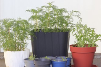 Ornamental basket 'Sensation Mix' (Cosmos bipinnatus), nine weeks after sowing together with