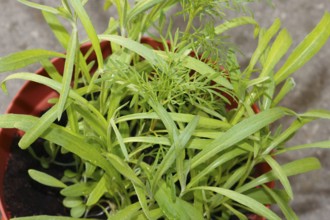 Ornamental basket 'Sensation Mix' (Cosmos bipinnatus), nine weeks after sowing together with