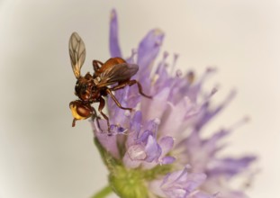 Sicus ferrugineus (Sicus ferrugineus), Ovronnaz, Valais, Switzerland