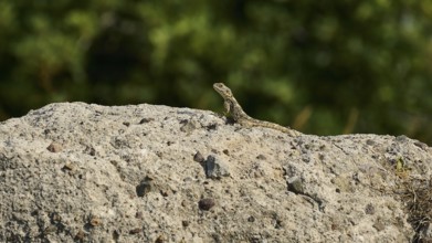 Lizard on a rock in front of a blurred green background, Ancient Agora, Kos Town, Kos, Dodecanese,