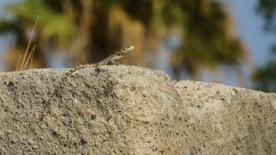 Lizard sunbathing on a rock in front of a blurred palm background, Ancient Agora, Kos Town, Kos,